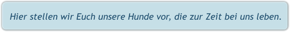 Hier stellen wir Euch unsere Hunde vor, die zur Zeit bei uns leben.