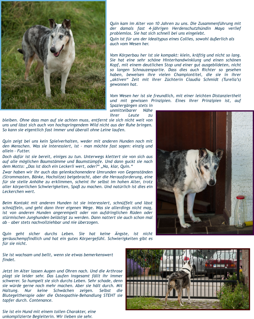 Quin kam im Alter von 10 Jahren zu uns. Die Zusammenführung mit der damals fast 4-jährigen Herdenschutzhündin Maya verlief problemlos. Sie hat sich schnell bei uns eingelebt. Quin ist für uns der Idealtypus eines Collies, sowohl äußerlich als auch vom Wesen her.  Vom Körperbau her ist sie kompakt: klein, kräftig und nicht so lang. Sie hat eine sehr schöne Hinterhandwinklung und einen schönen Kopf, mit einem deutlichen Stop und einer gut ausgebildeten, nicht so langen Schnauzenpartie. Dass dies auch Richter so gesehen haben, beweisen ihre vielen Championtitel, die sie in ihrer „aktiven“ Zeit mit ihrer Züchterin Claudia Schmidt (Turella’s) gewonnen hat.  Vom Wesen her ist sie freundlich, mit einer leichten Distanziertheit und mit gewissen Prinzipien. Eines ihrer Prinzipien ist, auf Spaziergängen stets in unmittelbarer Nähe ihrer Leute zu bleiben. Ohne dass man auf sie achten muss, entfernt sie sich nicht weit von uns und lässt sich auch von hochspringendem Wild nicht aus der Ruhe bringen. So kann sie eigentlich fast immer und überall ohne Leine laufen.  Quin zeigt bei uns kein Spielverhalten, weder mit anderen Hunden noch mit den Menschen. Was sie interessiert, ist – man möchte fast sagen: einzig und allein – Futter. Doch dafür ist sie bereit, einiges zu tun. Unterwegs klettert sie von sich aus auf alle möglichen Baumstämme und Baumstümpfe. Und dann guckt sie nach dem Motto: „Das ist doch ein Leckerli wert, oder?“ „Na, klar, Quin.“ Zwar haben wir ihr auch das gelenkschonendere Umrunden von Gegenständen (Strommasten, Bänke, Hochsitze) beigebracht, aber die Herausforderung, eine für sie steile Anhöhe zu erklimmen, scheint ihr selbst im hohen Alter, trotz aller körperlichen Schwierigkeiten, Spaß zu machen. Und natürlich ist dies ein Leckerchen wert.  Beim Kontakt mit anderen Hunden ist sie interessiert, schnüffelt und lässt schnüffeln, und geht dann ihrer eigenen Wege. Was sie allerdings nicht mag, ist von anderen Hunden angerempelt oder von aufdringlichen Rüden oder stürmischen Junghunden belästigt zu werden. Dann nattert sie auch schon mal ab – aber stets nachvollziehbar und nie überzogen.  Quin geht sicher durchs Leben. Sie hat keine Ängste, ist nicht geräuschempfindlich und hat ein gutes Körpergefühl. Schwierigkeiten gibt es für sie nicht.   Sie ist wachsam und bellt, wenn sie etwas bemerkenswert findet.  Jetzt im Alter lassen Augen und Ohren nach. Und die Arthrose plagt sie leider sehr. Das Laufen insgesamt fällt ihr immer schwerer. So humpelt sie sich durchs Leben. Sehr schade, denn sie würde gerne noch mehr machen. Aber sie hält durch. Mit Haltung. Nur keine Schwächen zeigen. Selbst die Blutegeltherapie oder die Osteopathie-Behandlung STEHT sie tapfer durch. Contenance.  Sie ist ein Hund mit einem tollen Charakter, eine unkomplizierte Begleiterin. Wir lieben sie sehr.