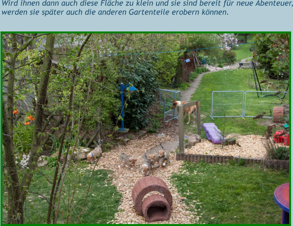 Wird ihnen dann auch diese Fläche zu klein und sie sind bereit für neue Abenteuer, werden sie später auch die anderen Gartenteile erobern können.