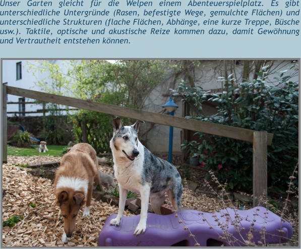 Unser Garten gleicht für die Welpen einem Abenteuerspielplatz. Es gibt unterschiedliche Untergründe (Rasen, befestigte Wege, gemulchte Flächen) und unterschiedliche Strukturen (flache Flächen, Abhänge, eine kurze Treppe, Büsche usw.). Taktile, optische und akustische Reize kommen dazu, damit Gewöhnung und Vertrautheit entstehen können.
