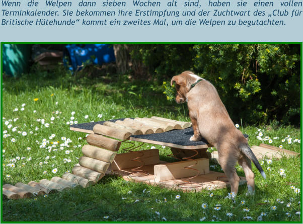 Wenn die Welpen dann sieben Wochen alt sind, haben sie einen vollen Terminkalender. Sie bekommen ihre Erstimpfung und der Zuchtwart des „Club für Britische Hütehunde“ kommt ein zweites Mal, um die Welpen zu begutachten.