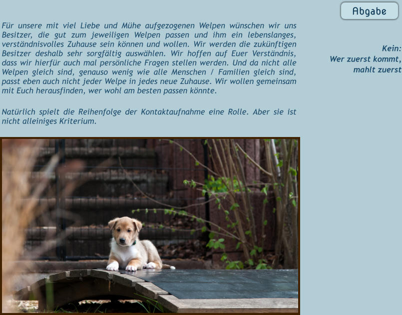 Für unsere mit viel Liebe und Mühe aufgezogenen Welpen wünschen wir uns Besitzer, die gut zum jeweiligen Welpen passen und ihm ein lebenslanges, verständnisvolles Zuhause sein können und wollen. Wir werden die zukünftigen Besitzer deshalb sehr sorgfältig auswählen. Wir hoffen auf Euer Verständnis, dass wir hierfür auch mal persönliche Fragen stellen werden. Und da nicht alle Welpen gleich sind, genauso wenig wie alle Menschen / Familien gleich sind, passt eben auch nicht jeder Welpe in jedes neue Zuhause. Wir wollen gemeinsam mit Euch herausfinden, wer wohl am besten passen könnte.   Natürlich spielt die Reihenfolge der Kontaktaufnahme eine Rolle. Aber sie ist nicht alleiniges Kriterium.    Abgabe  Kein: Wer zuerst kommt, mahlt zuerst