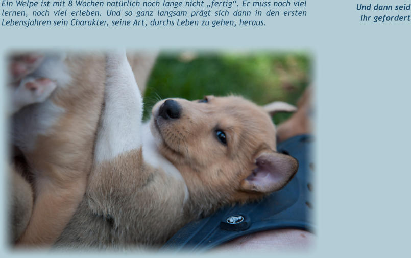 Ein Welpe ist mit 8 Wochen natürlich noch lange nicht „fertig“. Er muss noch viel lernen, noch viel erleben. Und so ganz langsam prägt sich dann in den ersten Lebensjahren sein Charakter, seine Art, durchs Leben zu gehen, heraus.      Und dann seid Ihr gefordert
