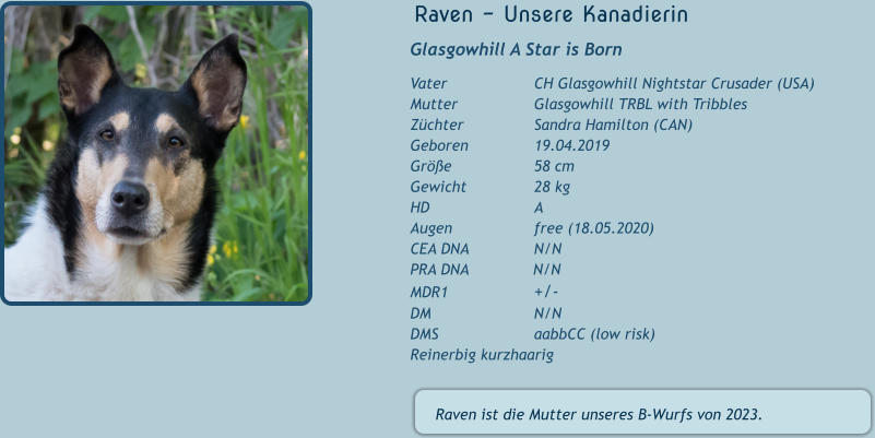 Raven - Unsere Kanadierin  Glasgowhill A Star is Born Vater			CH Glasgowhill Nightstar Crusader (USA) Mutter		Glasgowhill TRBL with Tribbles  Züchter		Sandra Hamilton (CAN) Geboren 		19.04.2019 Größe 		58 cm                                           Gewicht 		28 kg HD			A Augen		free (18.05.2020) CEA DNA		N/N PRA DNA              N/N MDR1			+/- DM			N/N DMS			aabbCC (low risk) Reinerbig kurzhaarig   Raven ist die Mutter unseres B-Wurfs von 2023.