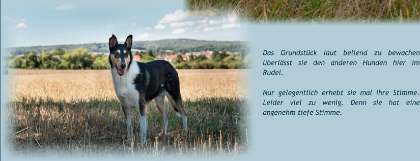 Das Grundstück laut bellend zu bewachen überlässt sie den anderen Hunden hier im Rudel. Nur gelegentlich erhebt sie mal ihre Stimme. Leider viel zu wenig. Denn sie hat eine angenehm tiefe Stimme.