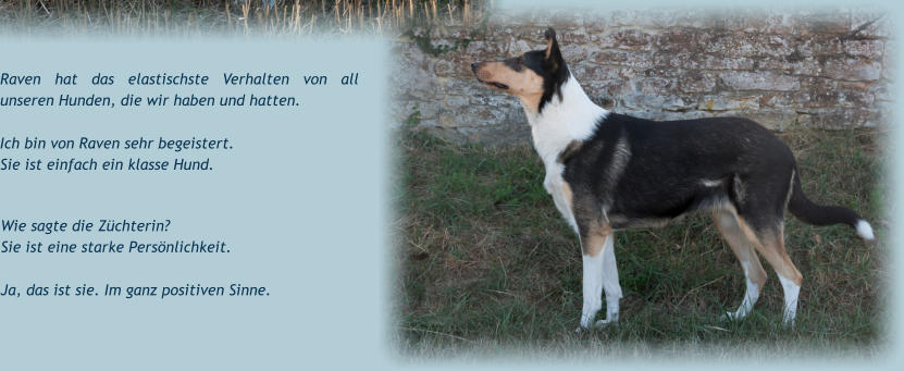 Raven hat das elastischste Verhalten von all unseren Hunden, die wir haben und hatten.  Ich bin von Raven sehr begeistert. Sie ist einfach ein klasse Hund.   Wie sagte die Züchterin?Sie ist eine starke Persönlichkeit. Ja, das ist sie. Im ganz positiven Sinne.