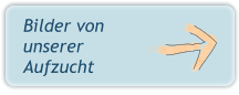 Bilder von unserer Aufzucht
