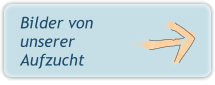 Bilder von unserer Aufzucht