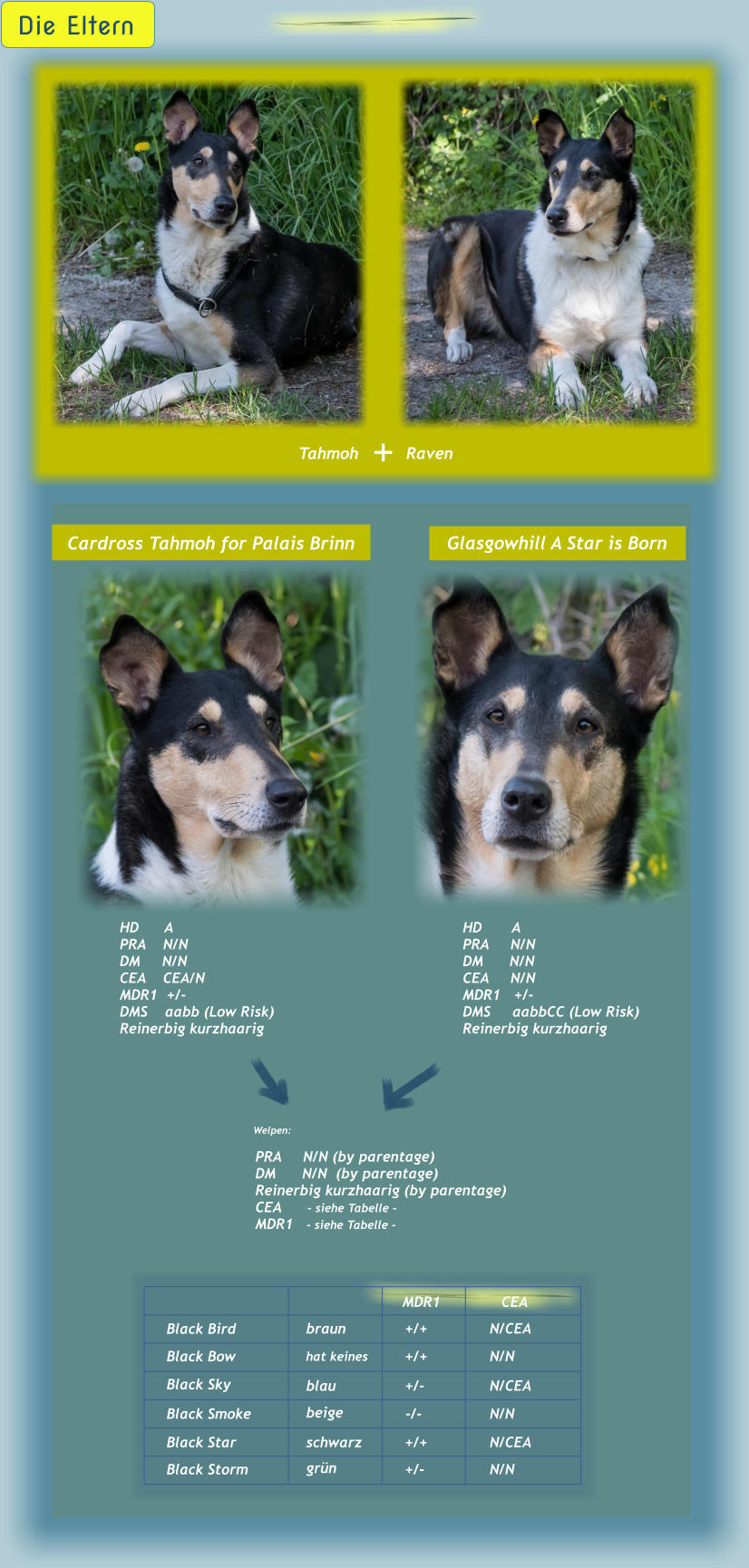 Die Eltern    Tahmoh Raven + HD       A PRA     N/N DM      N/N CEA     N/N MDR1   +/- DMS     aabbCC (Low Risk) Reinerbig kurzhaarig Glasgowhill A Star is Born HD      A PRA    N/N DM     N/N CEA    CEA/N MDR1  +/- DMS    aabb (Low Risk) Reinerbig kurzhaarig Cardross Tahmoh for Palais Brinn PRA     N/N (by parentage) DM      N/N  (by parentage) Reinerbig kurzhaarig (by parentage) CEA      - siehe Tabelle -  MDR1   - siehe Tabelle -   Welpen: Black Sky Black Bird  Black Bow  Black Smoke  Black Star  Black Storm  braun  grün  schwarz  blau  hat keines   beige  MDR1 CEA -/- N/N N/N N/N N/CEA N/CEA N/CEA +/+ +/+ +/+ +/- +/-