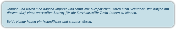 Tahmoh und Raven sind Kanada-Importe und somit mit europäischen Linien nicht verwandt. Wir hoffen mit diesem Wurf einen wertvollen Beitrag für die Kurzhaarcollie-Zucht leisten zu können.  Beide Hunde haben ein freundliches und stabiles Wesen.