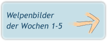 Welpenbilder der Wochen 1-5