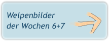 Welpenbilder der Wochen 6+7