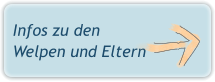 Infos zu den Welpen und Eltern