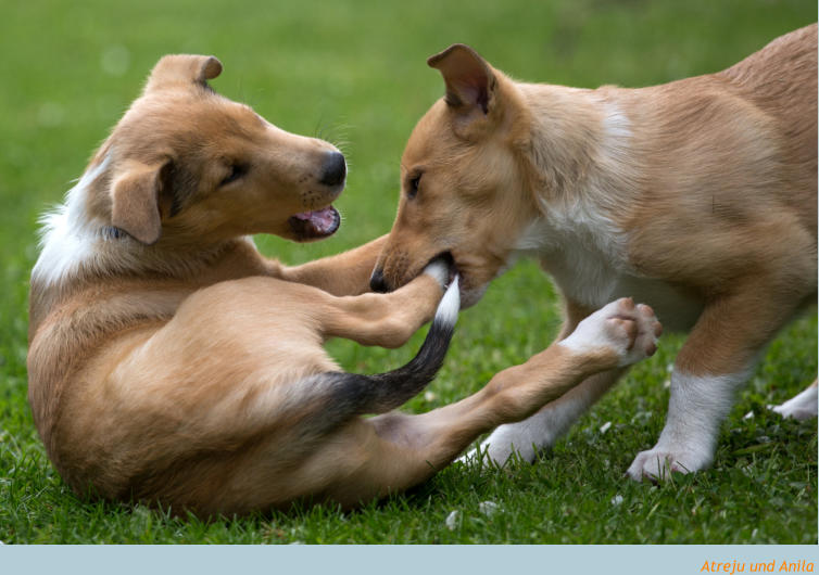 Kurzhaarcollie Spielende Welpen