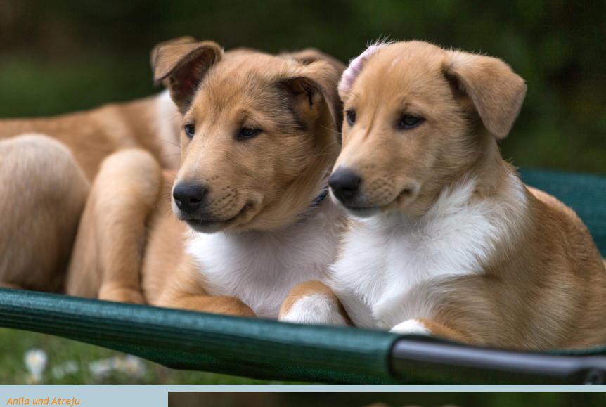 Kurzhaarcollie Welpe