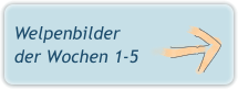 Welpenbilder der Wochen 1-5