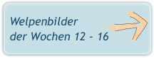 Welpenbilder der Wochen 12 - 16