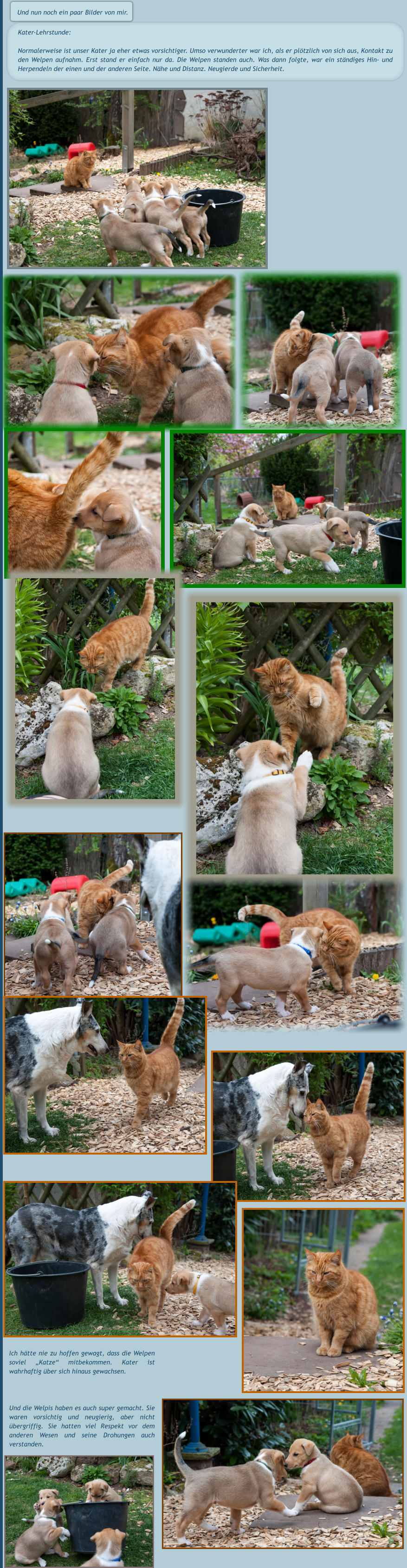 Und nun noch ein paar Bilder von mir.  Kater-Lehrstunde: Normalerweise ist unser Kater ja eher etwas vorsichtiger. Umso verwunderter war ich, als er plötzlich von sich aus, Kontakt zu den Welpen aufnahm. Erst stand er einfach nur da. Die Welpen standen auch. Was dann folgte, war ein ständiges Hin- und Herpendeln der einen und der anderen Seite. Nähe und Distanz. Neugierde und Sicherheit. Ich hätte nie zu hoffen gewagt, dass die Welpen soviel „Katze“ mitbekommen. Kater ist wahrhaftig über sich hinaus gewachsen.  Und die Welpis haben es auch super gemacht. Sie waren vorsichtig und neugierig, aber nicht übergriffig. Sie hatten viel Respekt vor dem anderen Wesen und seine Drohungen auch verstanden.