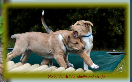 Die beiden Brüder Aladin und Atreju