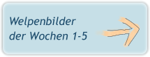 Welpenbilder der Wochen 1-5