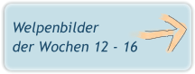 Welpenbilder der Wochen 12 - 16