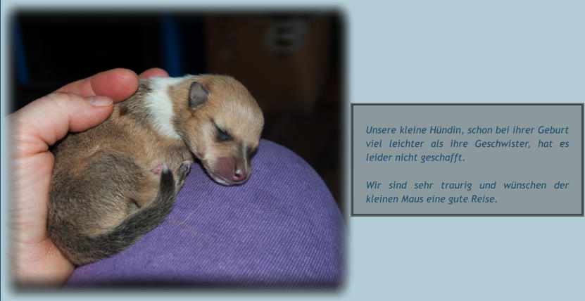 Unsere kleine Hündin, schon bei ihrer Geburt viel leichter als ihre Geschwister, hat es leider nicht geschafft. Wir sind sehr traurig und wünschen der kleinen Maus eine gute Reise.