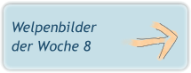 Welpenbilder der Woche 8