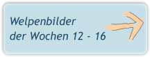 Welpenbilder der Wochen 12 - 16
