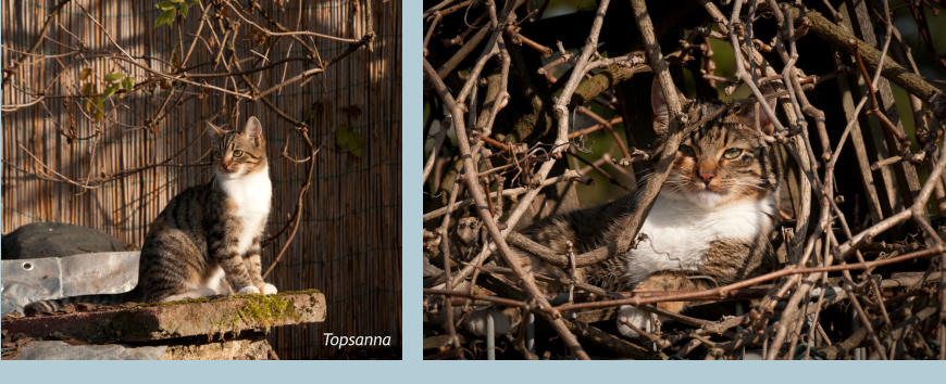 Topsanna