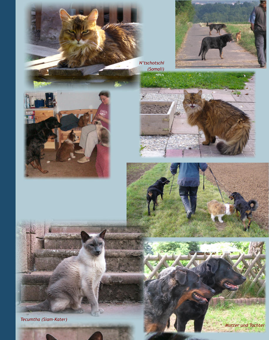 N‘tschotschi (Somali) Tecumtha (Siam-Kater) Mutter und Tochter