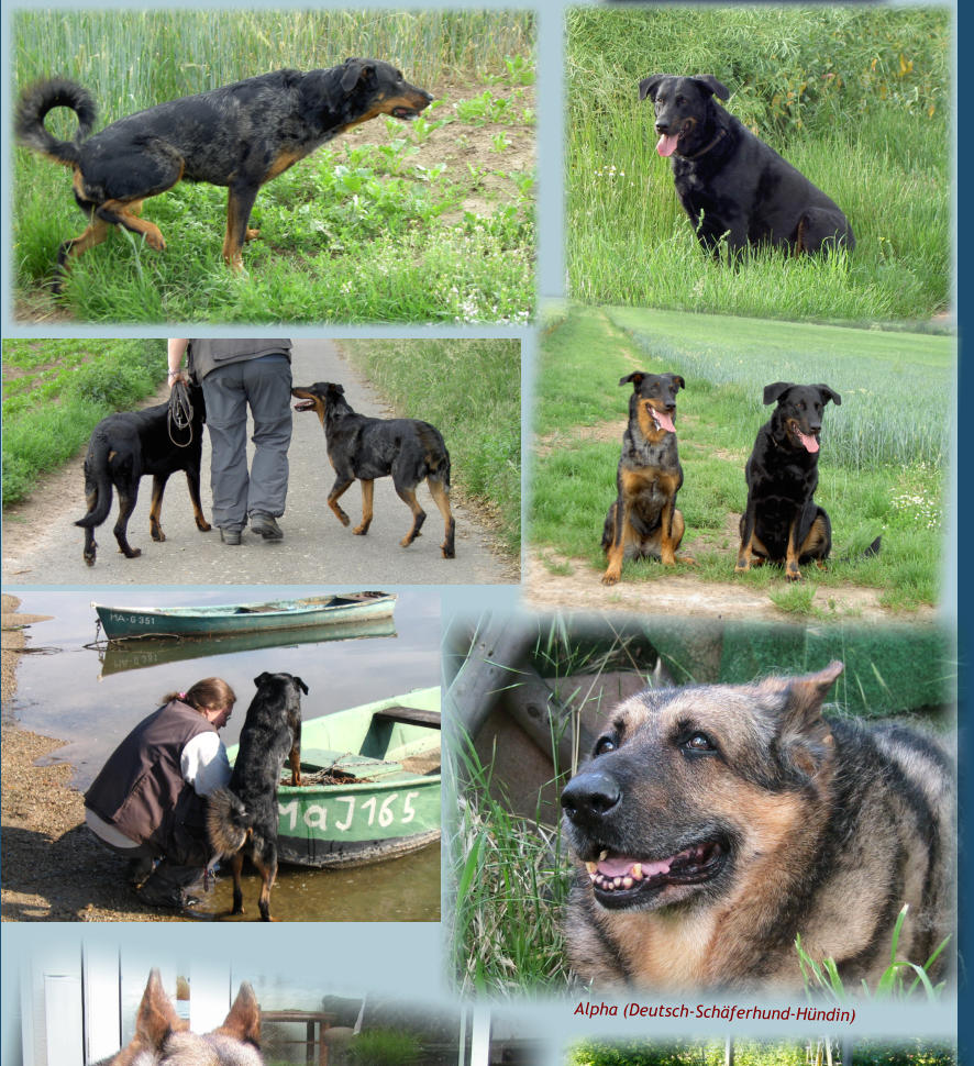 Alpha (Deutsch-Schäferhund-Hündin)