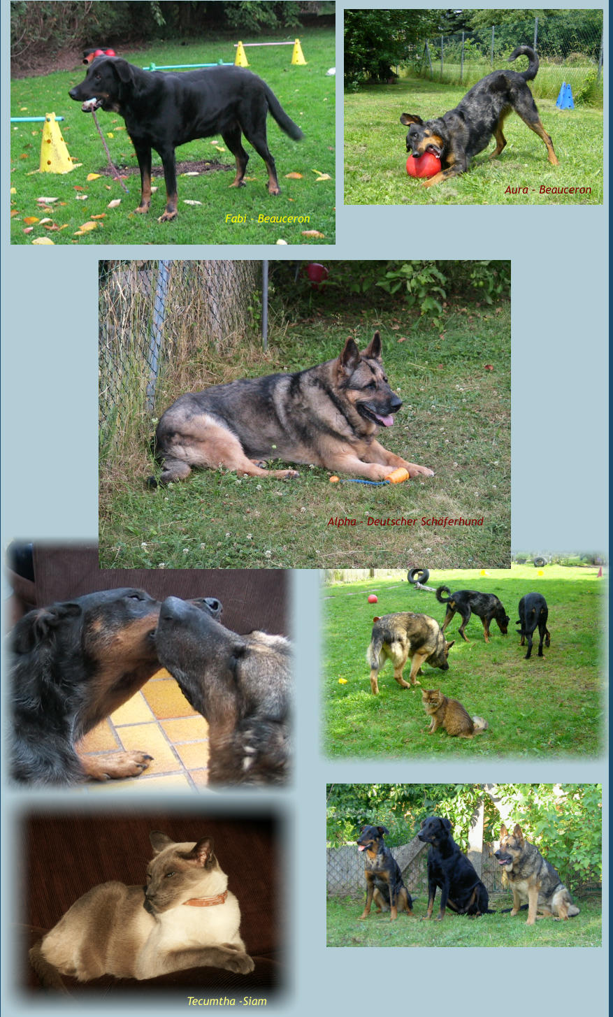Tecumtha -Siam Alpha - Deutscher Schäferhund Aura - Beauceron Fabi - Beauceron
