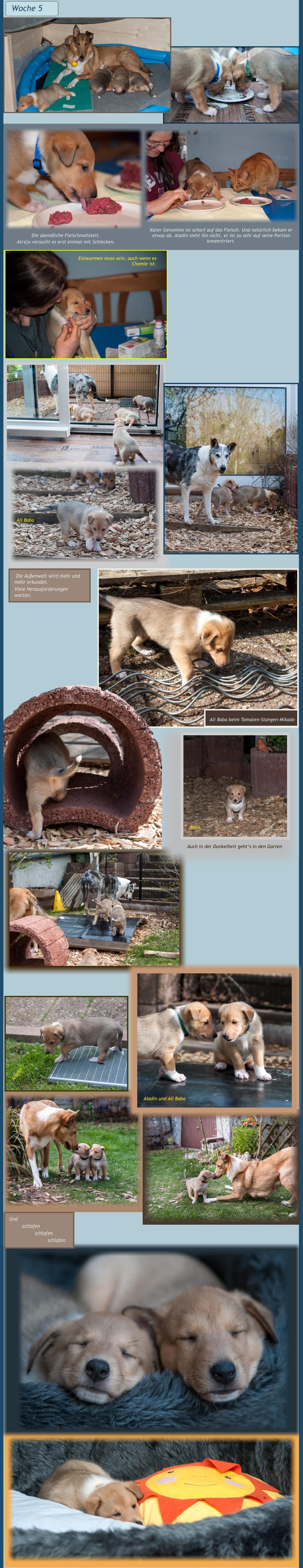 Entwurmen muss sein, auch wenn es Chemie ist. Die abendliche Fleischmahlzeit.  Atreju versucht es erst einmal mit Schlecken. Kater Geronimo ist scharf auf das Fleisch. Und natürlich bekam er etwas ab. Aladin sieht ihn nicht, er ist zu sehr auf seine Portion konzentriert. Woche 5  Aladin und Ali Baba Aladin Ali Baba Anila Auch in der Dunkelheit geht‘s in den Garten Ali Baba beim Tomaten-Stangen-Mikado  Die Außenwelt wird mehr und mehr erkundet. Viele Herausforderungen warten. Und  schlafen schlafen schlafen