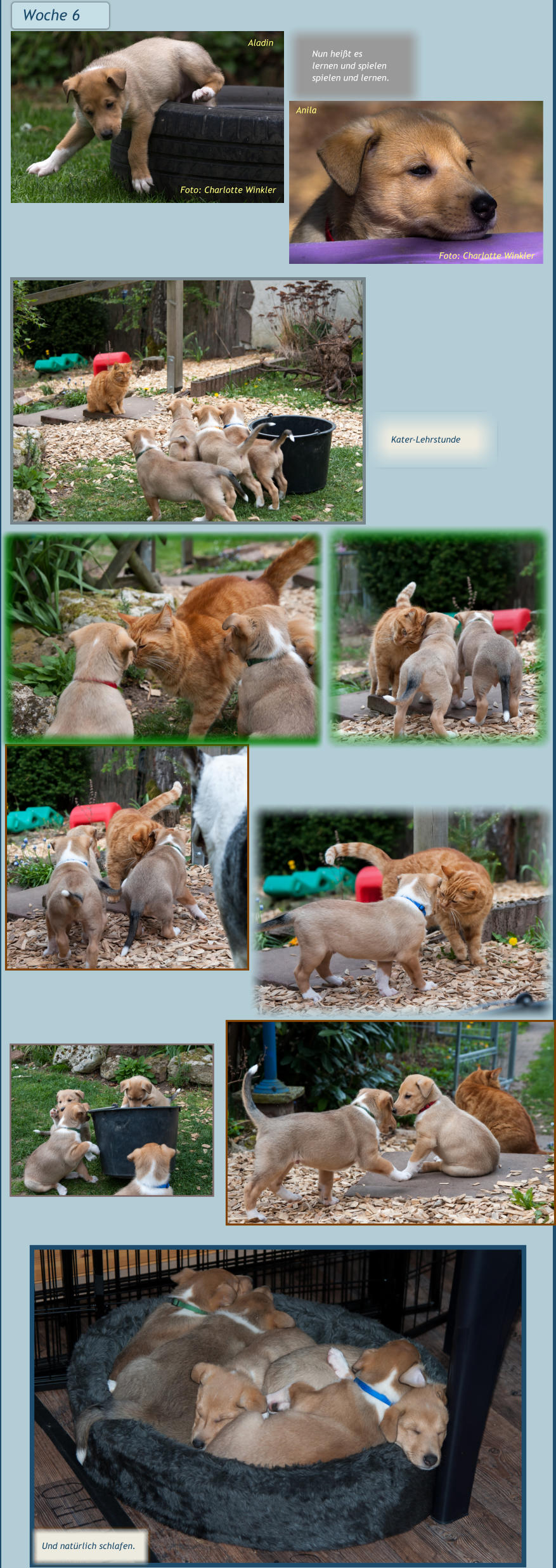 Woche 6  Foto: Charlotte Winkler Aladin Foto: Charlotte Winkler Anila Nun heißt es lernen und spielen spielen und lernen. Kater-Lehrstunde Und natürlich schlafen.